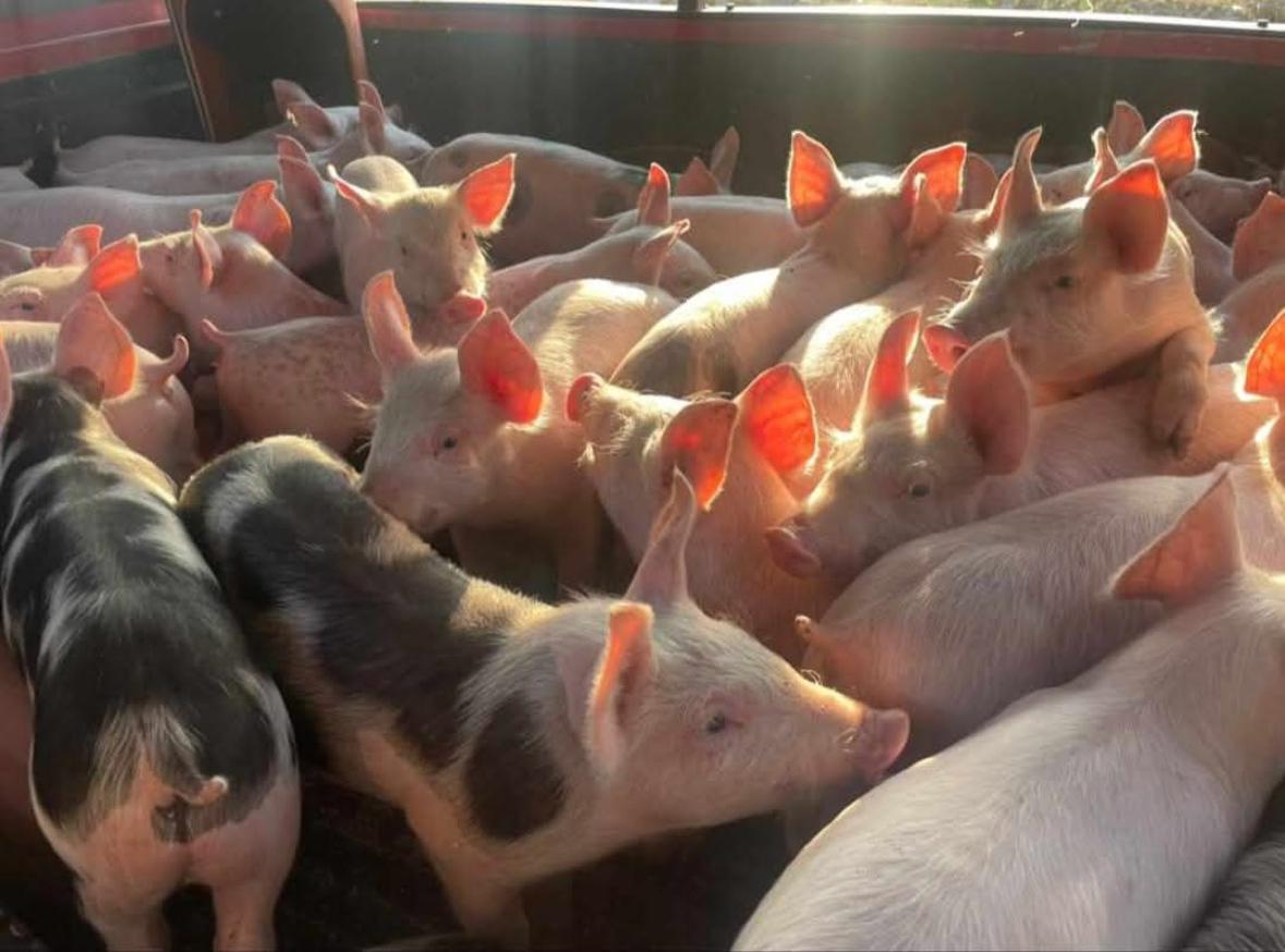Crianza de cerdos